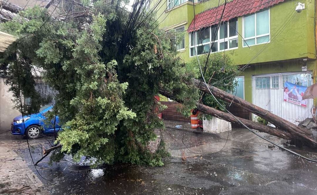 Tras la lluvia dos árboles se cayeron en calles de la CDMX. Foto: Especial