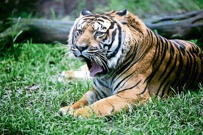 El felino solitario y temperamental 