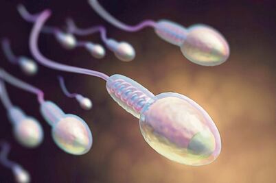 Capacitan espermatozoides para la fecundación