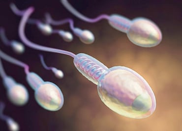 Capacitan espermatozoides para la fecundación