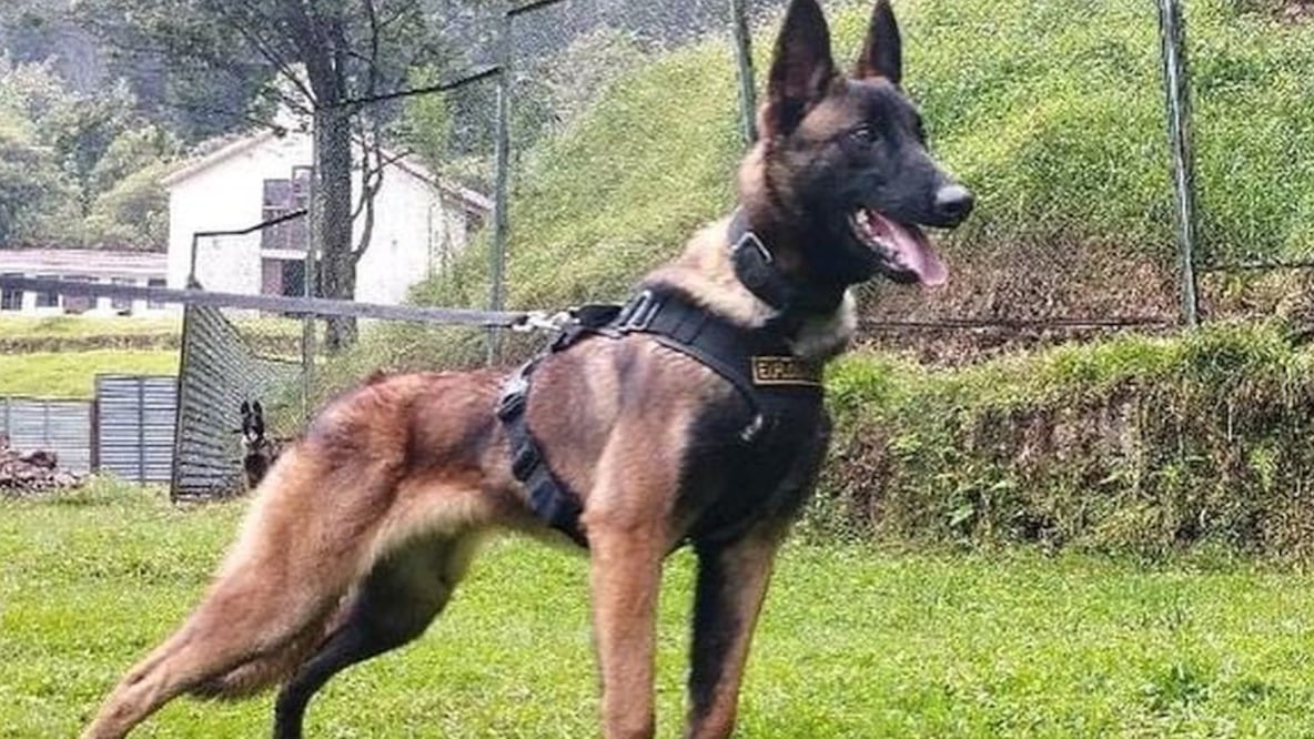 Colombia: Wilson, el perro rescatista que al parecer encontró y acompañó a los niños en la selva pero ahora está perdido