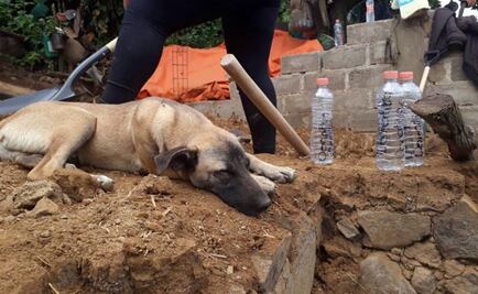 Jacinto, el "Hachiko poblano" que espera a su amo