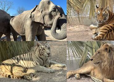 Primeros ejemplares reubicados del Santuario Ostok se adaptan con éxito; en próximos días continuará traslado de fauna