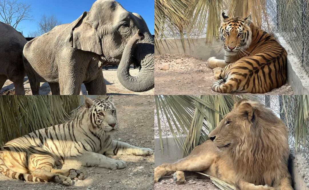 Primeros ejemplares reubicados del Santuario Ostok se adaptan a su nuevo hábitat. Fotos: Especiales