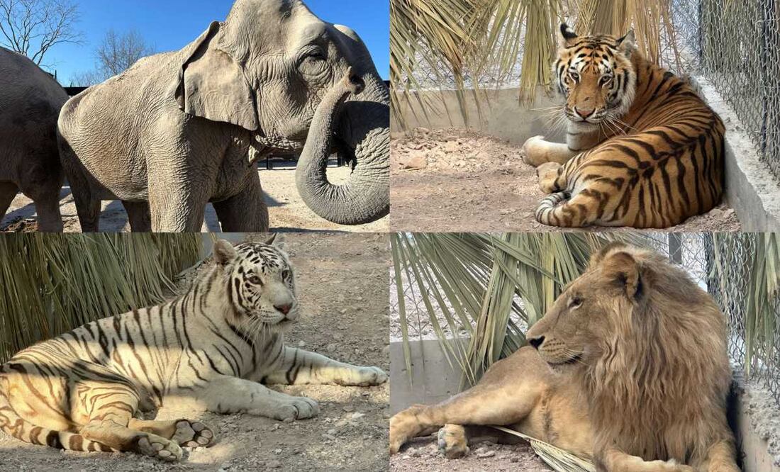 Primeros ejemplares reubicados del Santuario Ostok se adaptan a su nuevo hábitat. Fotos: Especiales