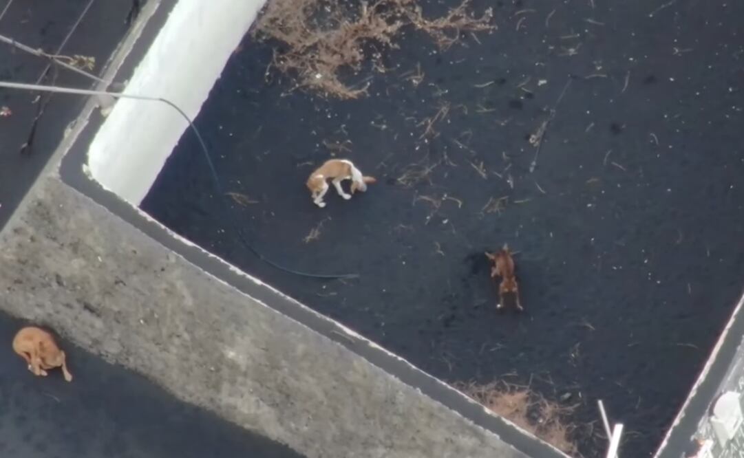 Foto: Tomada del video