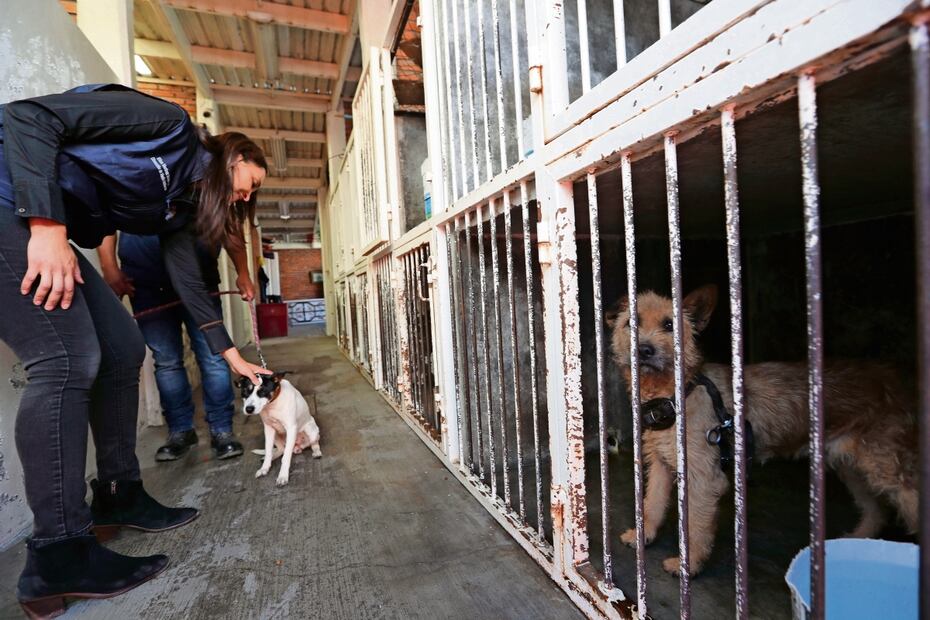Metepec realiza, en conjunto con organizaciones civiles, jornadas de
adopción al menos dos veces al mes en centros comerciales. Foto: Jorge Alvarado
