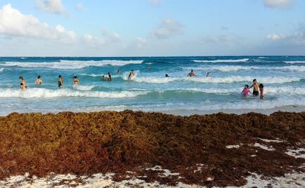 Muerte de tortugas marinas en Q. Roo no puede atribuirse al sargazo: especialistas