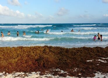 Muerte de tortugas marinas en Q. Roo no puede atribuirse al sargazo: especialistas