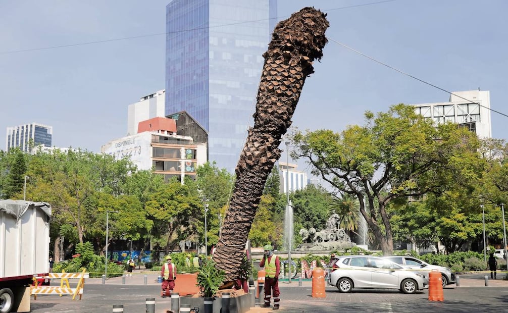 De septiembre a la primera semana de diciembre ya se habían retirado mil 100 palmeras en distintos puntos. Foto: Carlos Mejía / EL UNIVERSAL