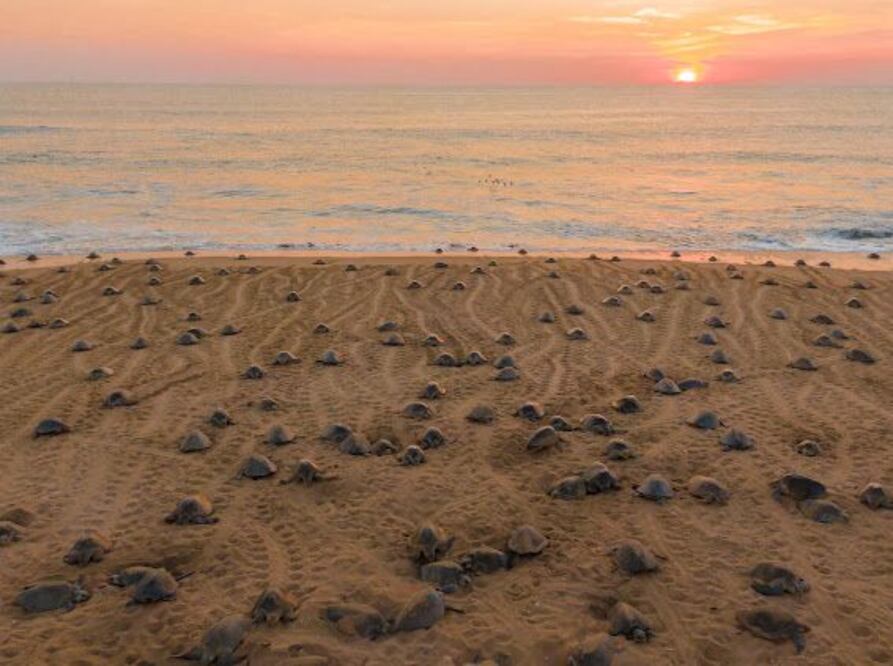 En la temporada de anidacion 2024-2025 nacieron alrededor de cinco millones de tortugas marinas en Michoacán. (Foto: especial)