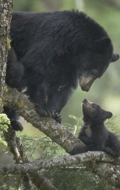 Oso negro: 12 datos sobre una especie en peligro que vive en México