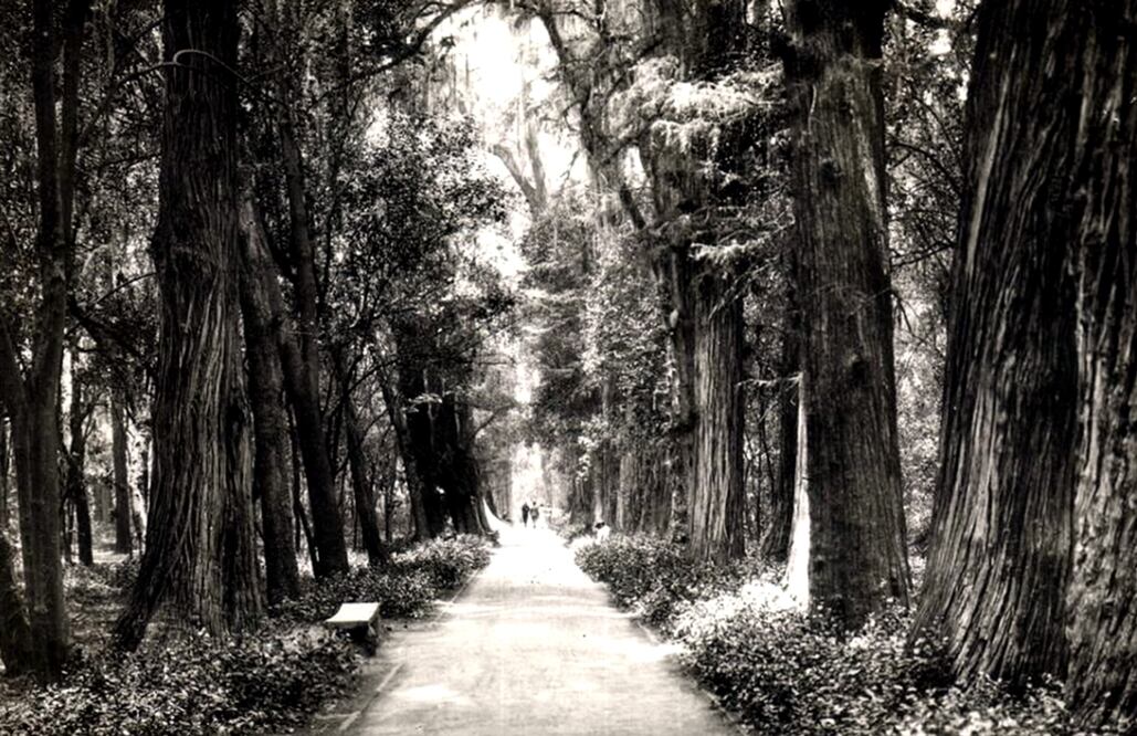 Una postal de las primeras décadas del siglo XX donde se aprecia la Calzada de los Poetas, en el Bosque de Chapultepec. La vegetación y los paseantes que apenas se distinguen a lo lejos le dan a esta toma un ambiente muy peculiar que se puede apreciar hasta nuestros días en los rincones del bosque, inaugurado al público en 1907. Imagen: Col. Villasana-Torres