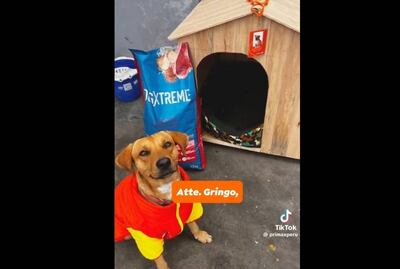 Héroe de cuatro patas: perrito frustra asalto en gasolinera de Perú y lo adoptan