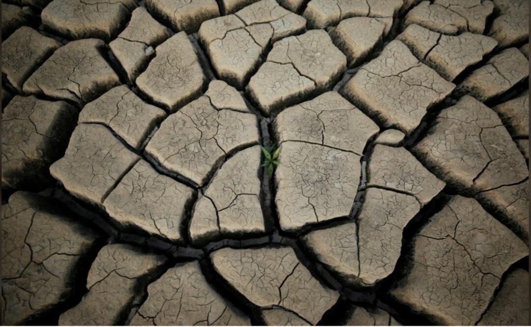 Una planta crece en la presa Theewaterskloof que suministra la mayor parte del agua potable de Ciudad del Cabo - Foto: Mike Hutchings/REUTERS