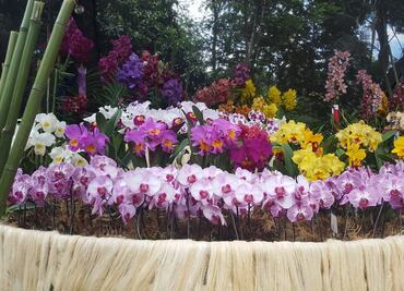 Florece Medellín con su famosa Feria de las Flores