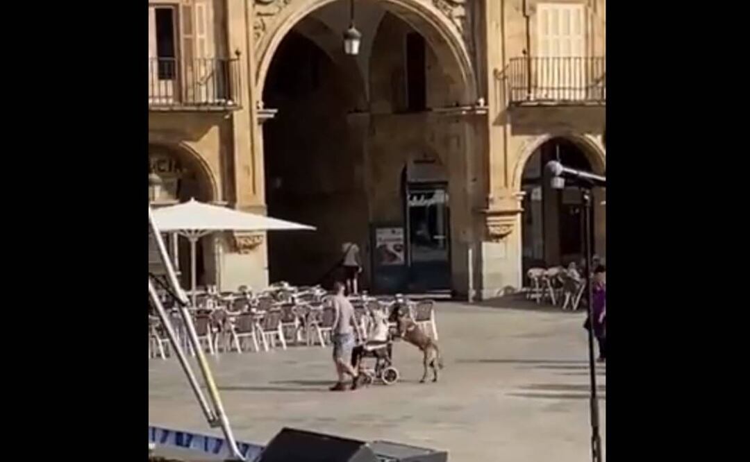 La escena que ha conmovido a los internautas ocurrió en la Plaza Mayor de Salamanca, donde el can fue captado empujando la silla de ruedas de su dueña. Foto: Tomada de video