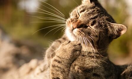 TikTok: A este gatito no le puedes hablar en español