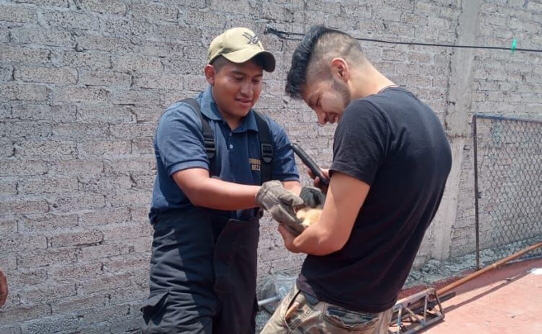 Momento en que rescatan a gatito atrapado entre bardas perimentrales. Foto: Especial 