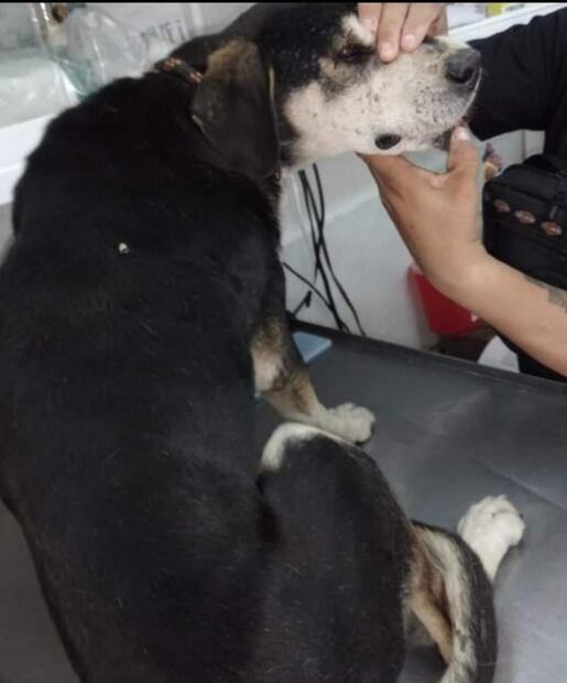 La perrita Deysi sobrevivió al derrumbe del Chiquihuite, su dueña prometió volver por ella pero sigue esperándola