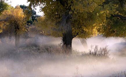¿Cómo se defienden los bosques? Entérate aquí