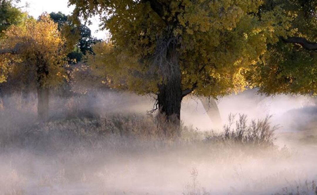 Se pierden anualmente alrededor de 200 mil de hectáreas de bosque en nuestro territorio. Foto: Archivo EL UNIVERSAL