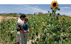 Campo de girasoles, de proyecto de investigación a atractivo turístico