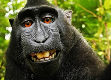 Dan revés legal a macaco; rechazan darle derechos de autor por su selfie