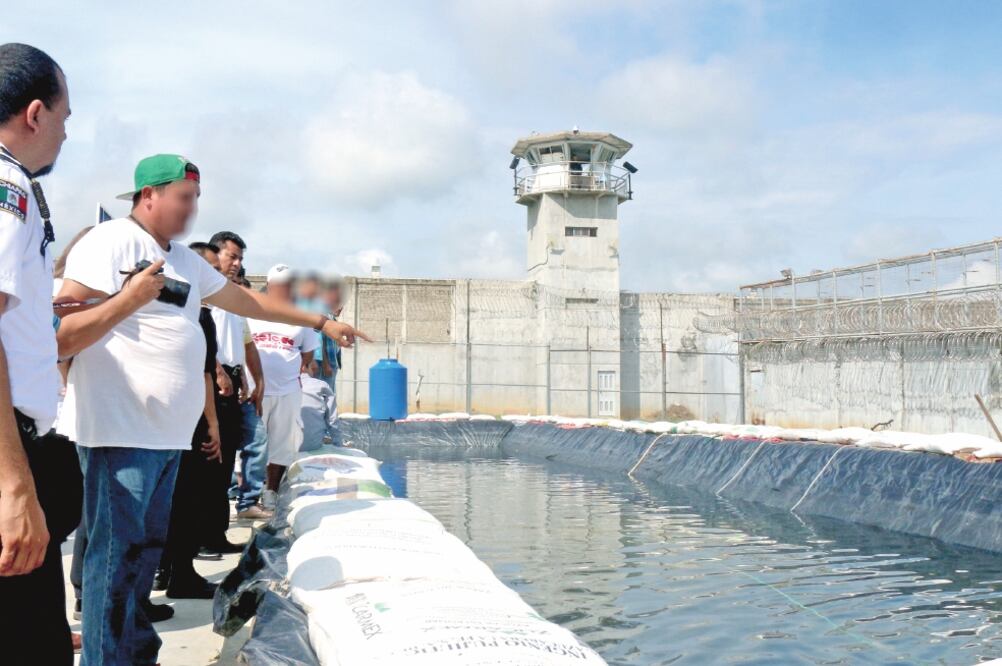 Los presos usaron una alberca para el primer estanque de crianza de mojarras; iniciaron con 10 mil alevines que les donó la Secretaría de Pesca y Acuacultura. (Especial)