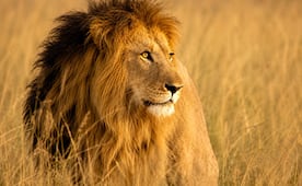 Día Mundial del León 2026: ¿por qué se celebra HOY, 10 de agosto?; conoce el origen y significado de esta fecha
