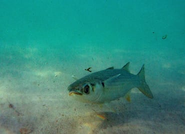 "Es como si los mares respiraran mercurio": expertos desentrañan la contaminación de océanos