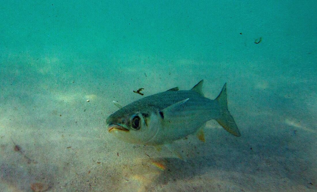 Un pez nada entre los residuos de plástico del océano Atlántico. Foto: EFE/ Nic Bothma, archivo