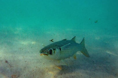 "Es como si los mares respiraran mercurio": expertos desentrañan la contaminación de océanos