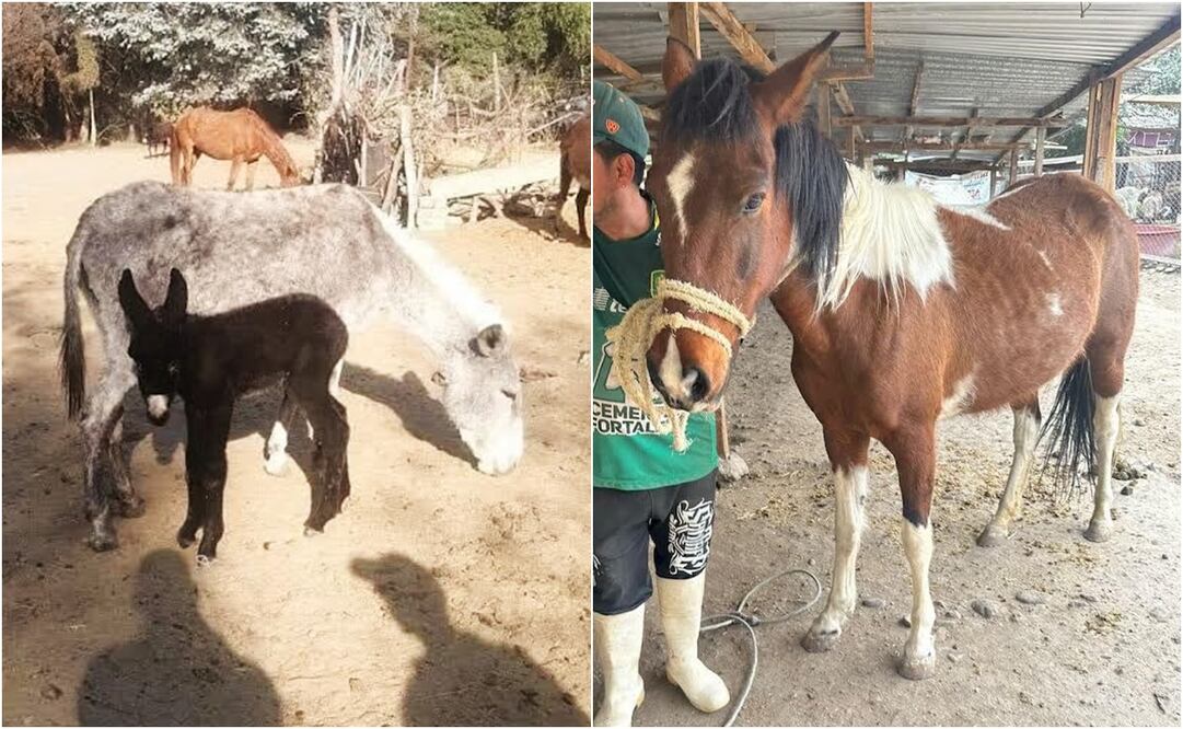 Por amenazas, extorsiones y lesiones, los integrantes del albergue Pergatuzoo solicitarán al gobierno del Estado de México ser ingresados al mecanismo de protección a periodistas y personas defensoras de derechos humanos. Foto: Especial