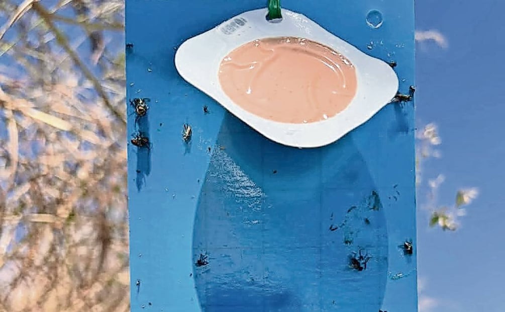 En Tlatlaya se detectó el primer caso del
Gusano Barrenador de Ganado. Foto: Alejandro Vargas / EL UNIVERSAL