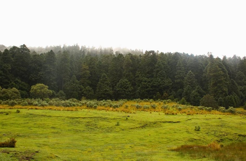Foto: Parque Ejidal San Nicolás Totolapan