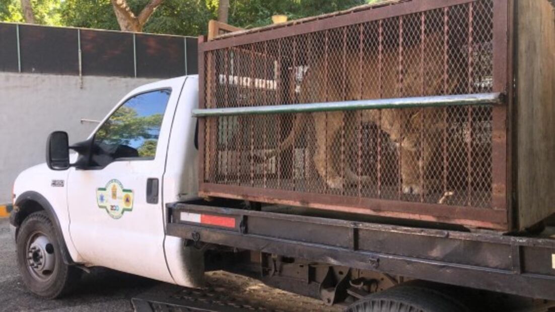 Resguardan dos tigres de bengala y una leona africana; estaban en rancho de Navojoa