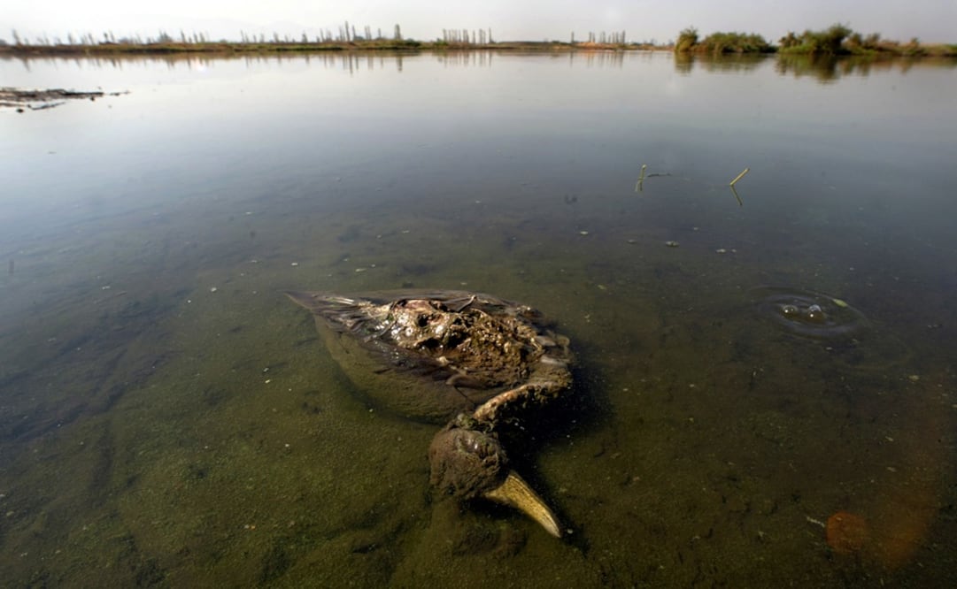 A chiloe wigeon duck lies floating in Batuco lagoon 30 km north of Santiago - Photo: File photo/REUTERS