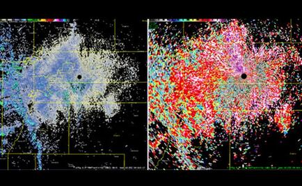 Migración colosal de mariposas ilumina radar meteorológico en EU