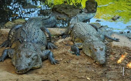 ¡Vaya susto! Cocodrilos rondan calles de Ciudad Madero, Tamaulipas, tras intensas lluvias; 3 han sido capturados