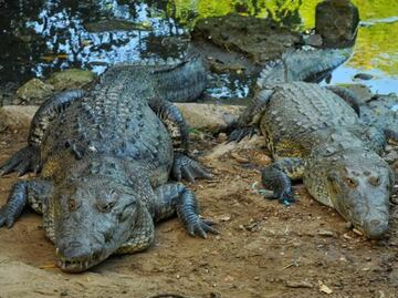 ¡Vaya susto! Cocodrilos rondan calles de Ciudad Madero, Tamaulipas, tras intensas lluvias; 3 han sido capturados