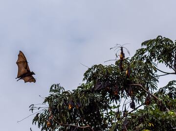 El murciélago más grande del mundo