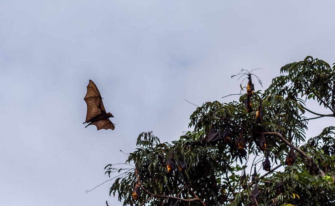 Los zorros voladores filipinos pueden llegar a medir 1.70 metros de envergadura./Foto: Istockphoto.