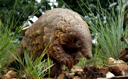 Pandemia podría aumentar caza de animales en peligro: ONG