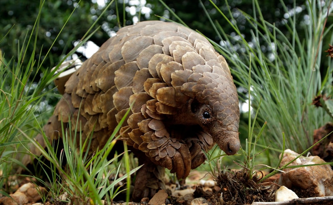 Foto: AP /Themba Hadebe, archivo