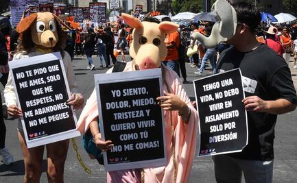 Avanza en lo general reforma contra maltrato animal en San Lázaro; corridas de toros y peleas de perros no fueron consideradas