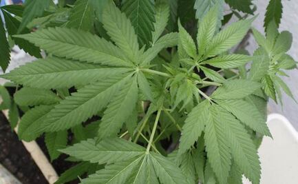 Congelaron iniciativas sobre marihuana en el Congreso