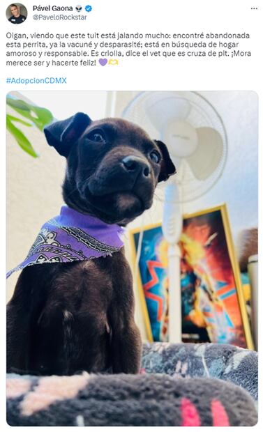 El joven vacunó y desparasitó a la perrita. Foto: Twitter. @PaveloRockstar