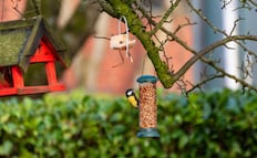 ¿Cantan pájaros en tu hogar?; conoce el significado oculto detrás de esta acción
