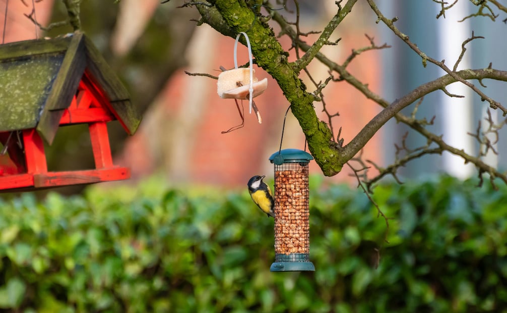 Las aves usan el canto para advertir a otros individuos de su misma especie sobre posibles peligros. Foto: Canva